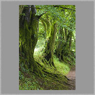Adsy Bernart photographer travel photography UK Great Britain England Dartmoor Trees Landscape