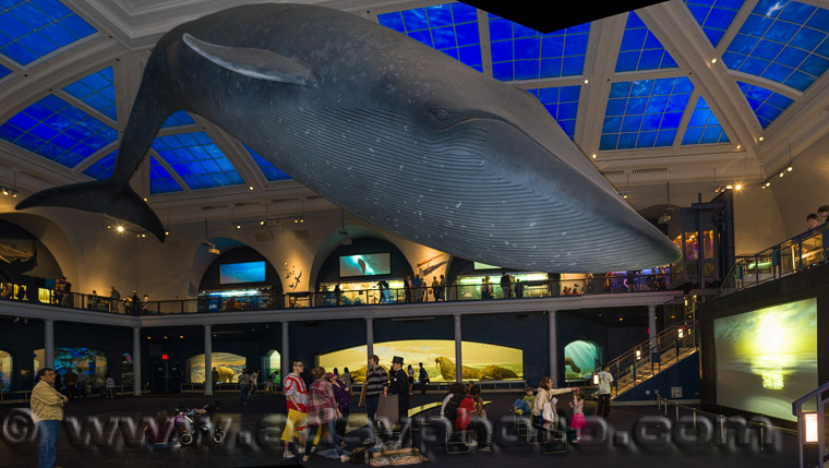 Adsy Bernart photographer travel photography New York Manhatten American Museum of Natural History AMNH  



 