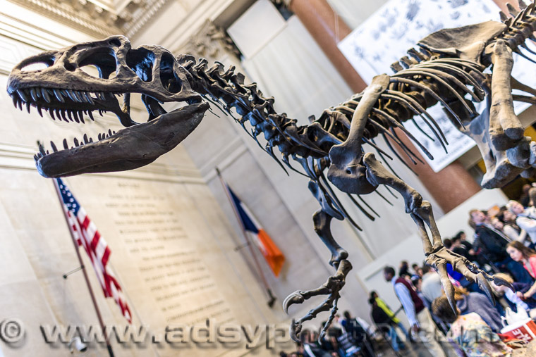 Adsy Bernart photographer travel photography New York Manhatten Amercan Museum of the Natural History  T-Rex Dinosaur



 